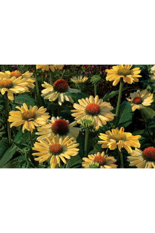 Jeżówka 'Aloha' Echinacea