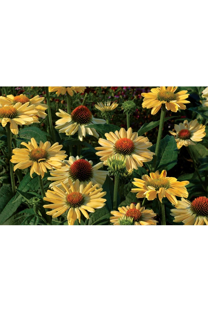 Jeżówka 'Aloha' Echinacea