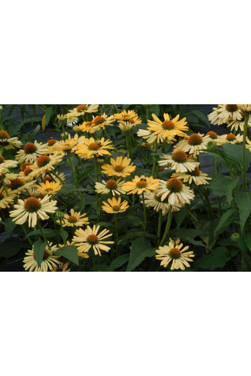 Jeżówka 'Aloha' Echinacea