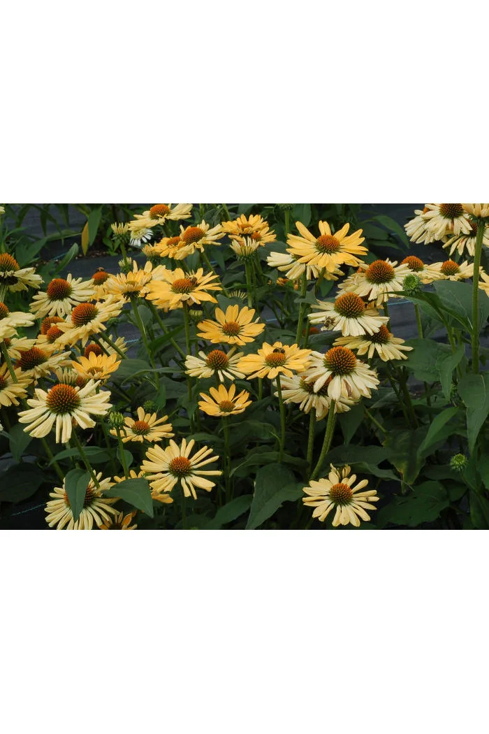 Jeżówka 'Aloha' Echinacea