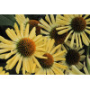 Jeżówka 'Aloha' Echinacea