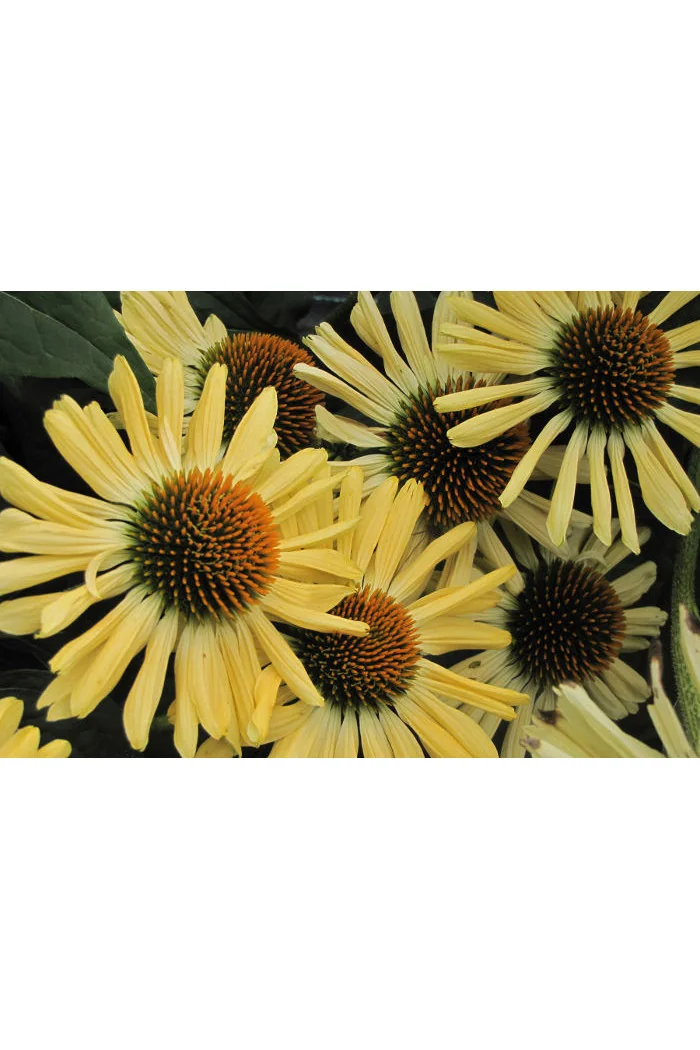 Jeżówka 'Aloha' Echinacea