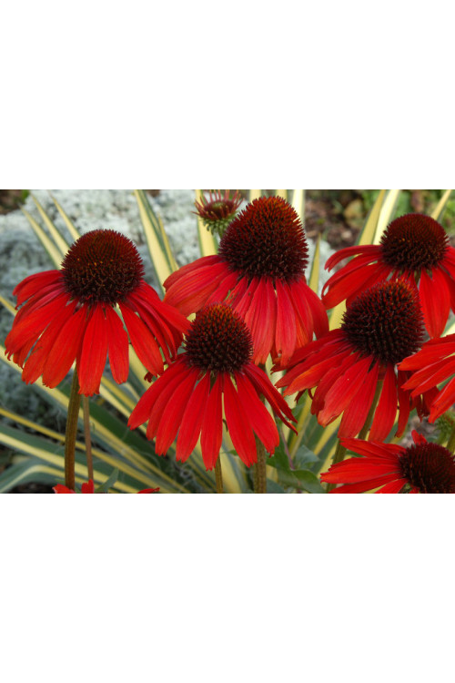 Jeżówka 'Firebird' Echinacea