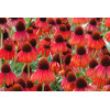 Jeżówka 'Firebird' Echinacea