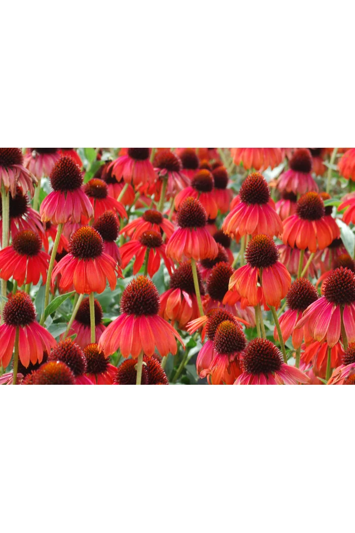 Jeżówka 'Firebird' Echinacea