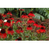 Jeżówka 'Firebird' Echinacea