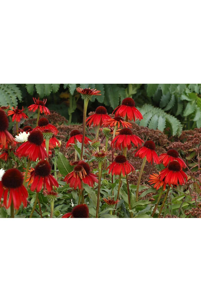 Jeżówka 'Firebird' Echinacea