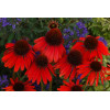 Jeżówka 'Firebird' Echinacea