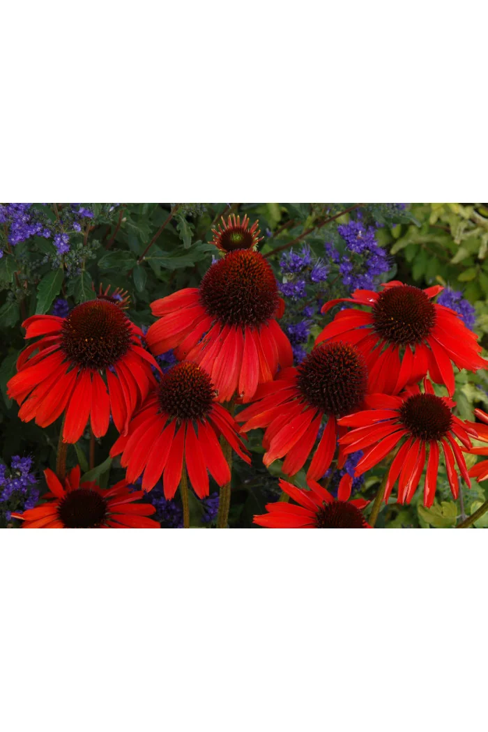 Jeżówka 'Firebird' Echinacea