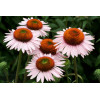 Jeżówka 'Hope' Echinacea