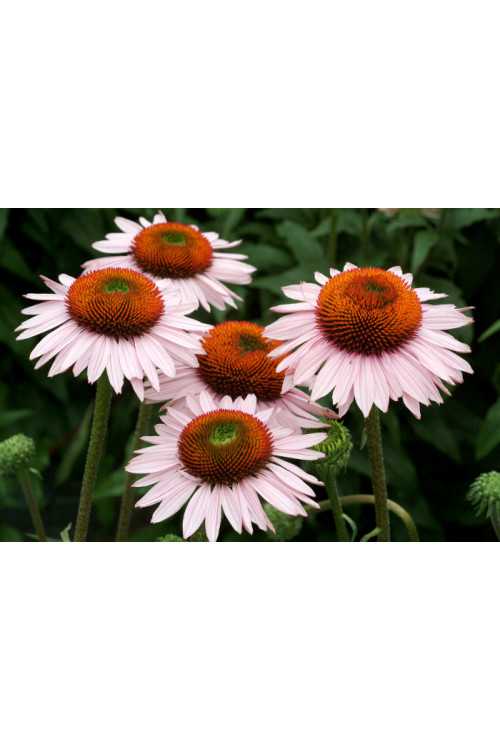 Jeżówka 'Hope' Echinacea