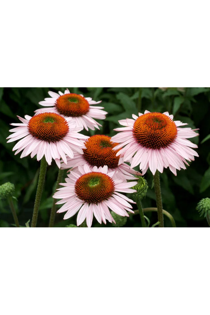 Jeżówka 'Hope' Echinacea