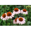 Jeżówka 'Hope' Echinacea