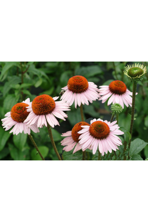 Jeżówka 'Hope' Echinacea