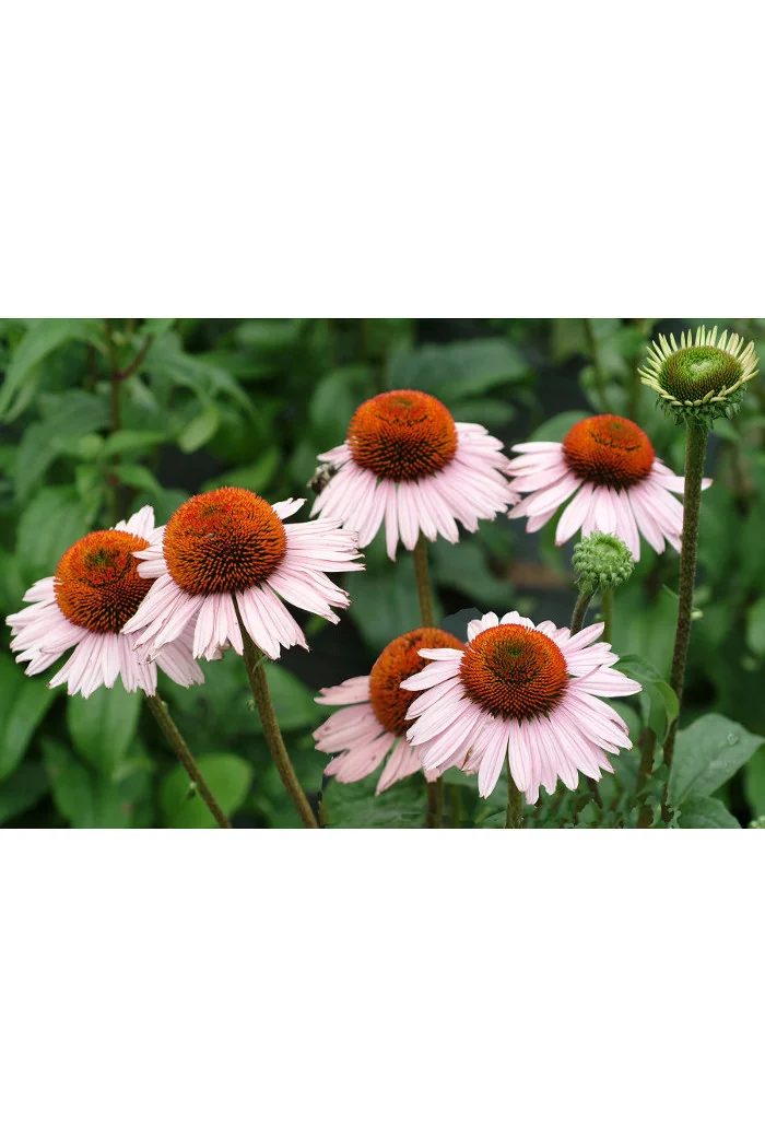 Jeżówka 'Hope' Echinacea