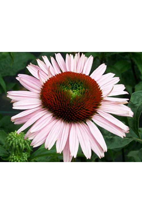Jeżówka 'Hope' Echinacea