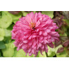 Jeżówka 'Pink Poodle' Echinacea