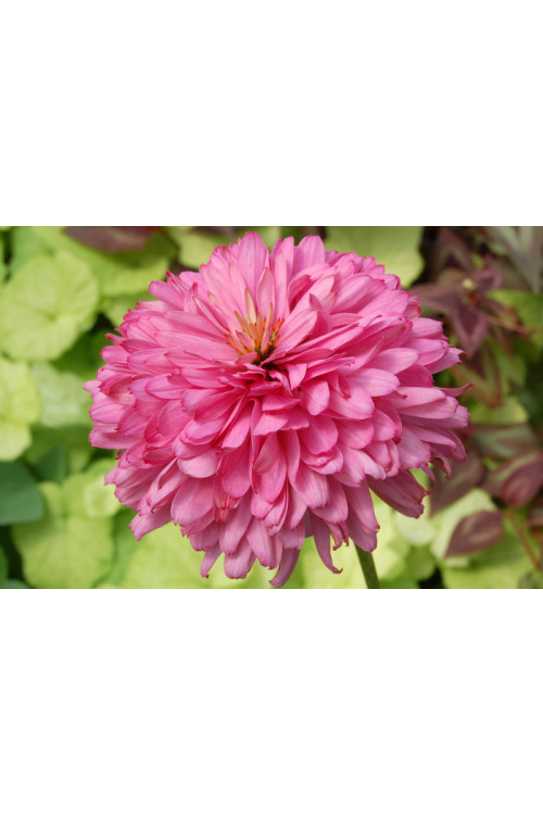 Jeżówka 'Pink Poodle' Echinacea