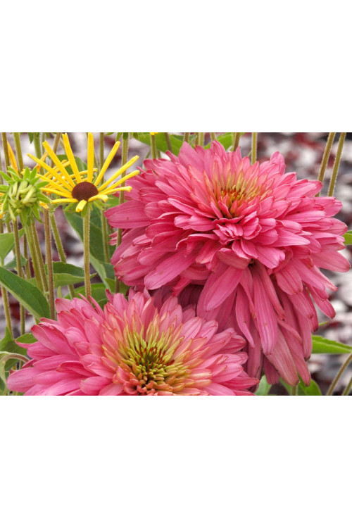 Jeżówka 'Pink Poodle' Echinacea