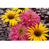 Jeżówka 'Pink Poodle' Echinacea
