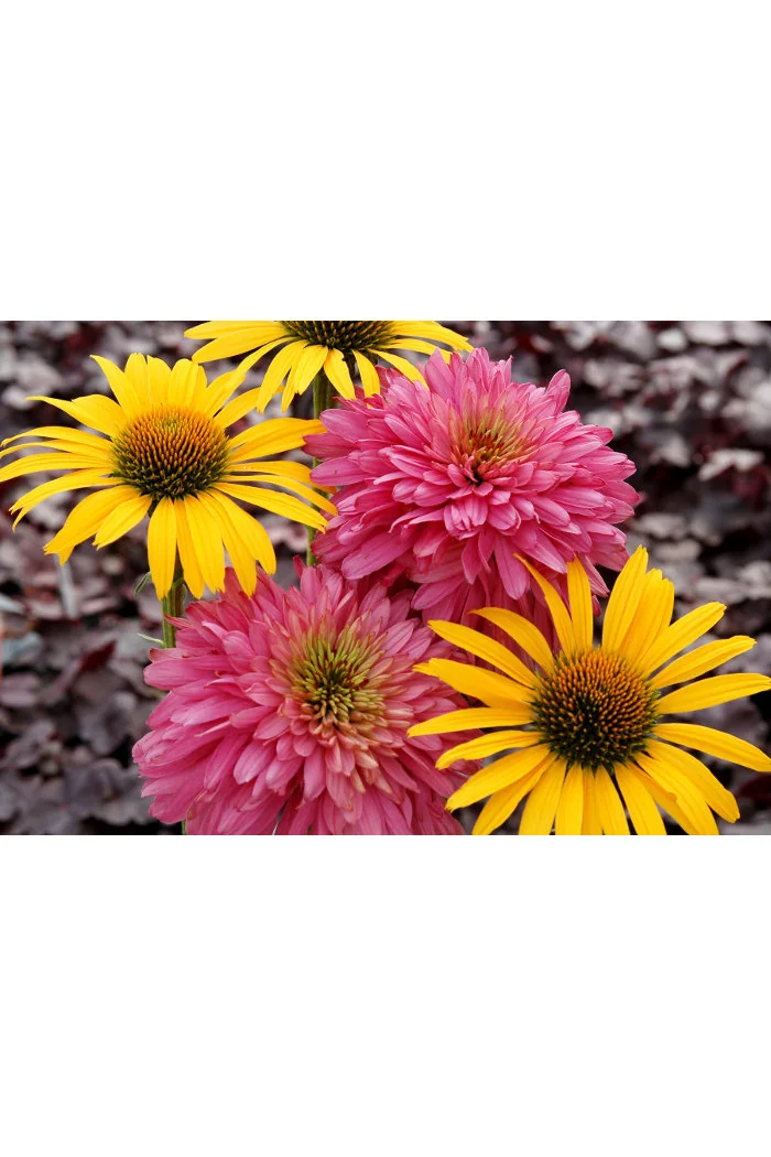 Jeżówka 'Pink Poodle' Echinacea