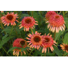 Jeżówka 'Secret Desire' Echinacea