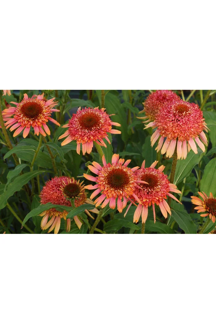 Jeżówka 'Secret Desire' Echinacea