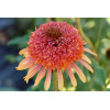Jeżówka 'Secret Desire' Echinacea
