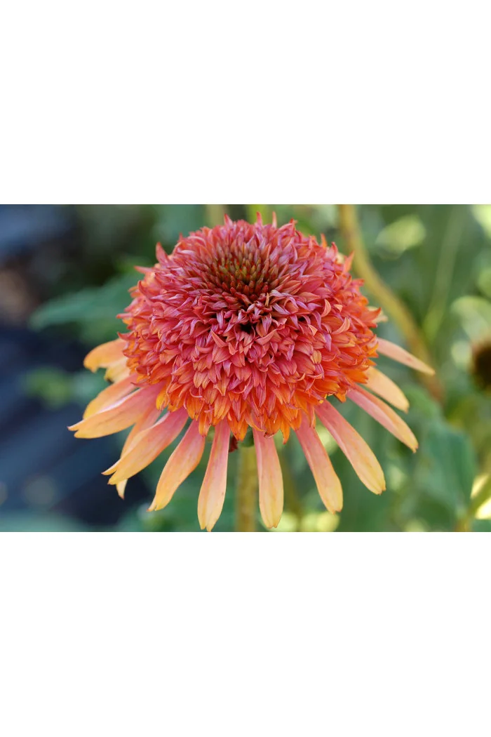 Jeżówka 'Secret Desire' Echinacea