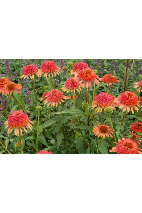 Jeżówka 'Secret Desire' Echinacea