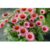 Jeżówka 'Lilliput' Echinacea