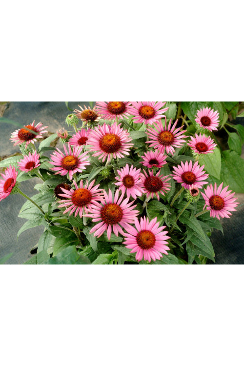 Jeżówka 'Lilliput' Echinacea