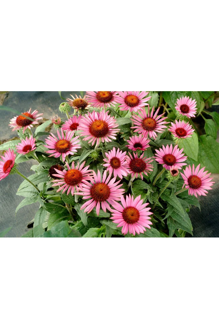Jeżówka 'Lilliput' Echinacea
