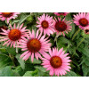 Jeżówka 'Lilliput' Echinacea