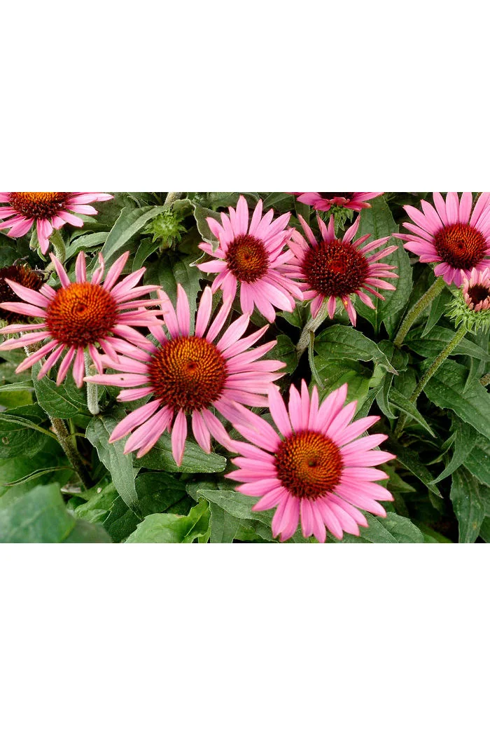 Jeżówka 'Lilliput' Echinacea