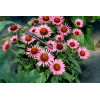 Jeżówka 'Lilliput' Echinacea