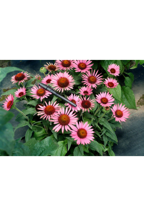 Jeżówka 'Lilliput' Echinacea
