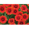 Gailardia 'Arizona Red Tone' Gaillardia