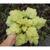 Żurawka 'Havana' Heuchera