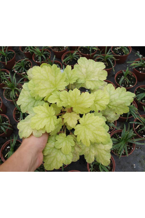 Żurawka 'Havana' Heuchera