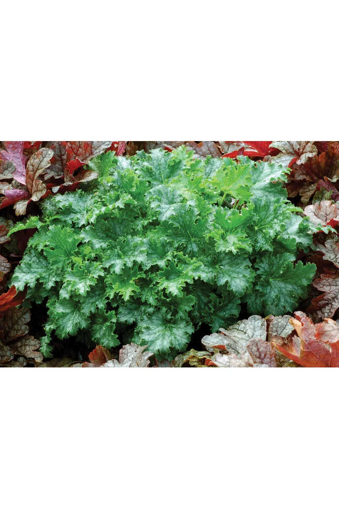 Żurawka 'Apple Crisp' | Heuchera