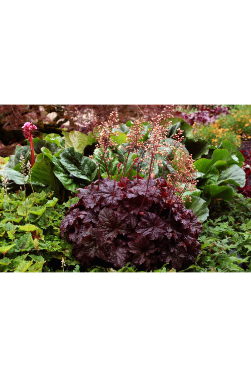 Żurawka 'Cajun Fire' | Heuchera