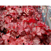 Żurawka 'Cajun Fire' | Heuchera
