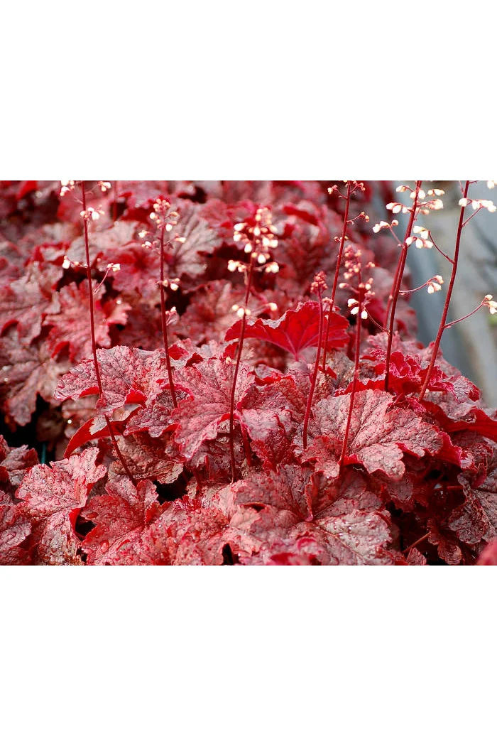 Żurawka 'Cajun Fire' | Heuchera
