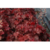 Żurawka 'Cajun Fire' | Heuchera