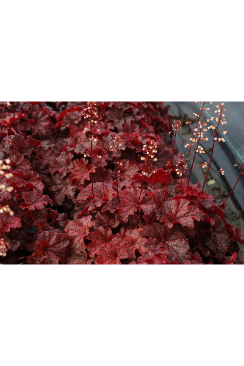 Żurawka 'Cajun Fire' | Heuchera