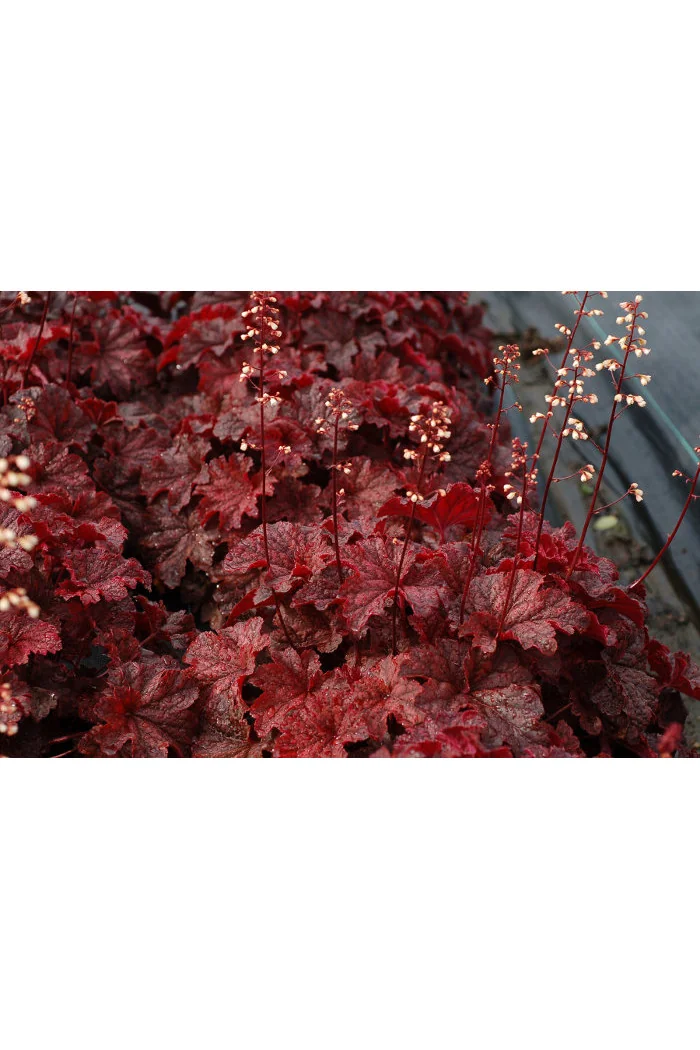 Żurawka 'Cajun Fire' | Heuchera