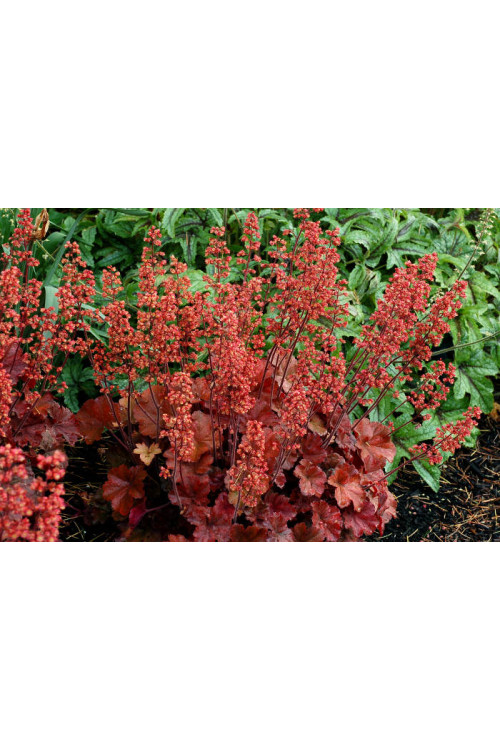 Żurawka 'Cherry Cola' | Heuchera