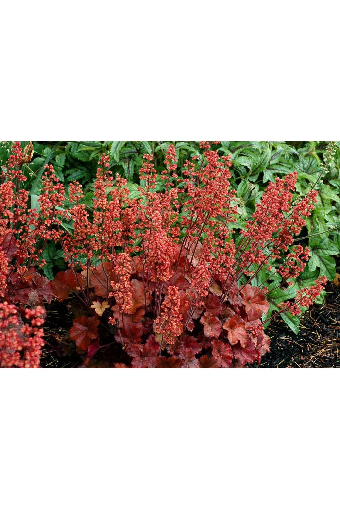 Żurawka 'Cherry Cola' | Heuchera
