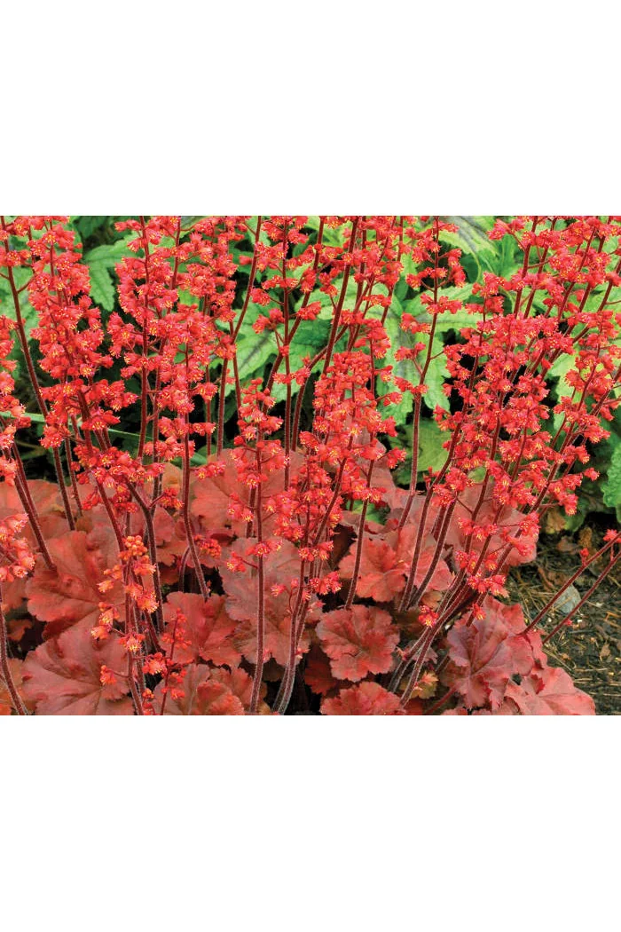 Żurawka 'Cherry Cola' | Heuchera